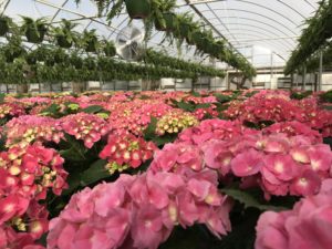 Cover photo for Register for Greenhouse Workshop on February 5