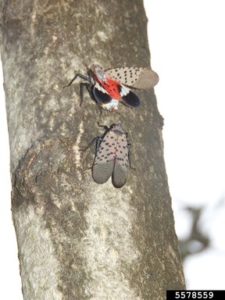 When wings are closed, the grey, black-spotted forewings are visible, and when wings are open the red coloring of the forewings is visible.