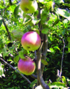 Apples on the tree