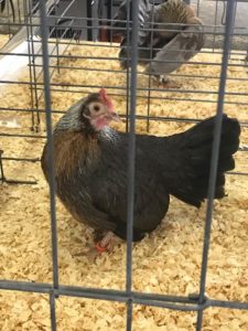  Bantam Hen