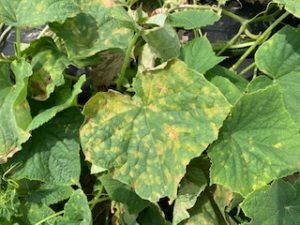 Cover photo for Cucumber Downy Mildew Confirmed in North Carolina | June 2020