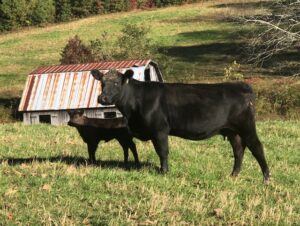 Two black cows on a pasture