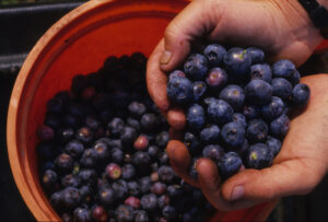 Blueberries 