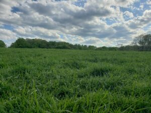 Green Field