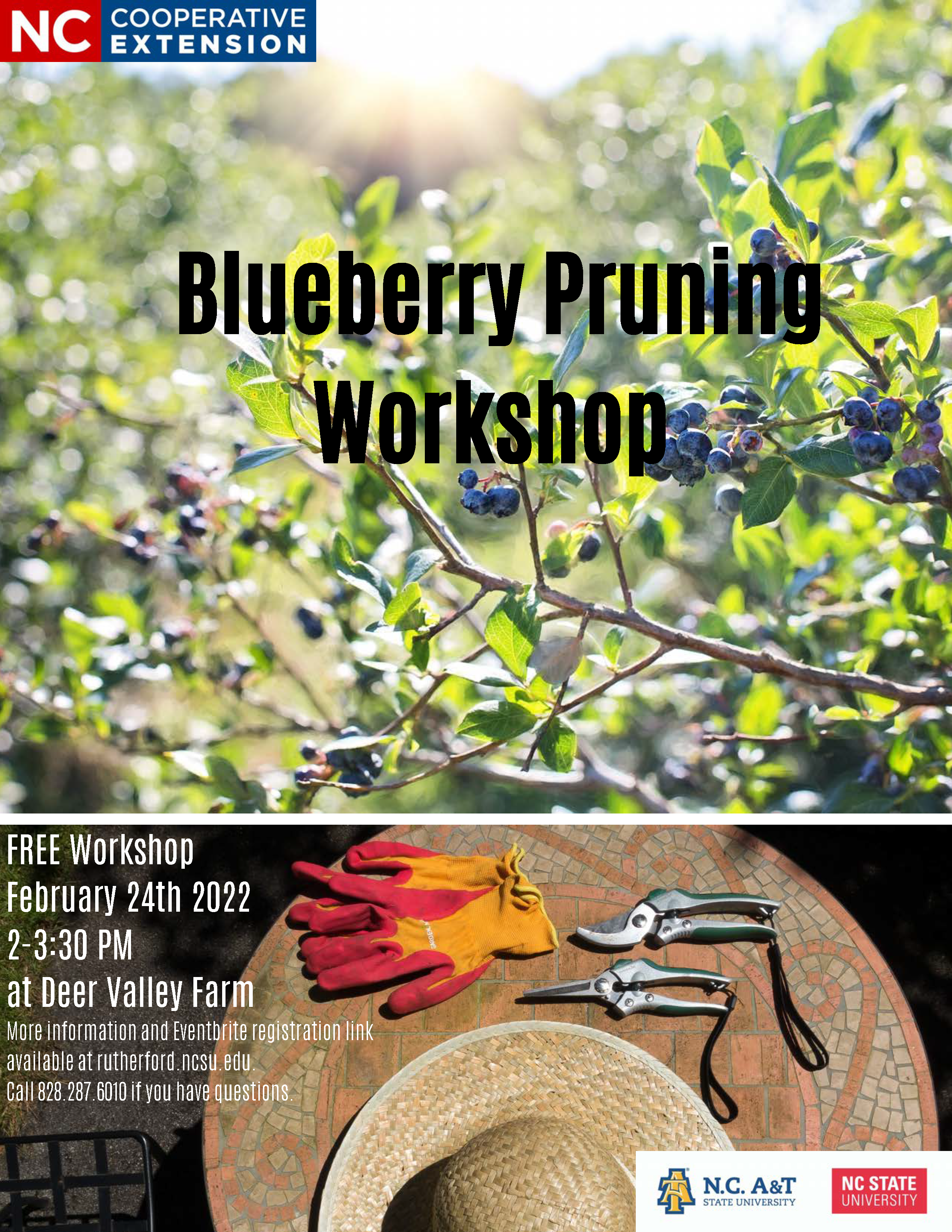 Image with blueberry bushes, a hat, gloves, and pruning shears.
