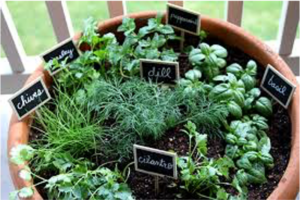 container garden of culinary herbs