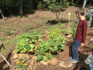 Youth gardener's summer garden