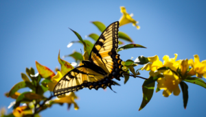 Butterfly on flowers