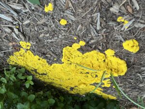Bright yellow slime mold decomposing hardwood mulch