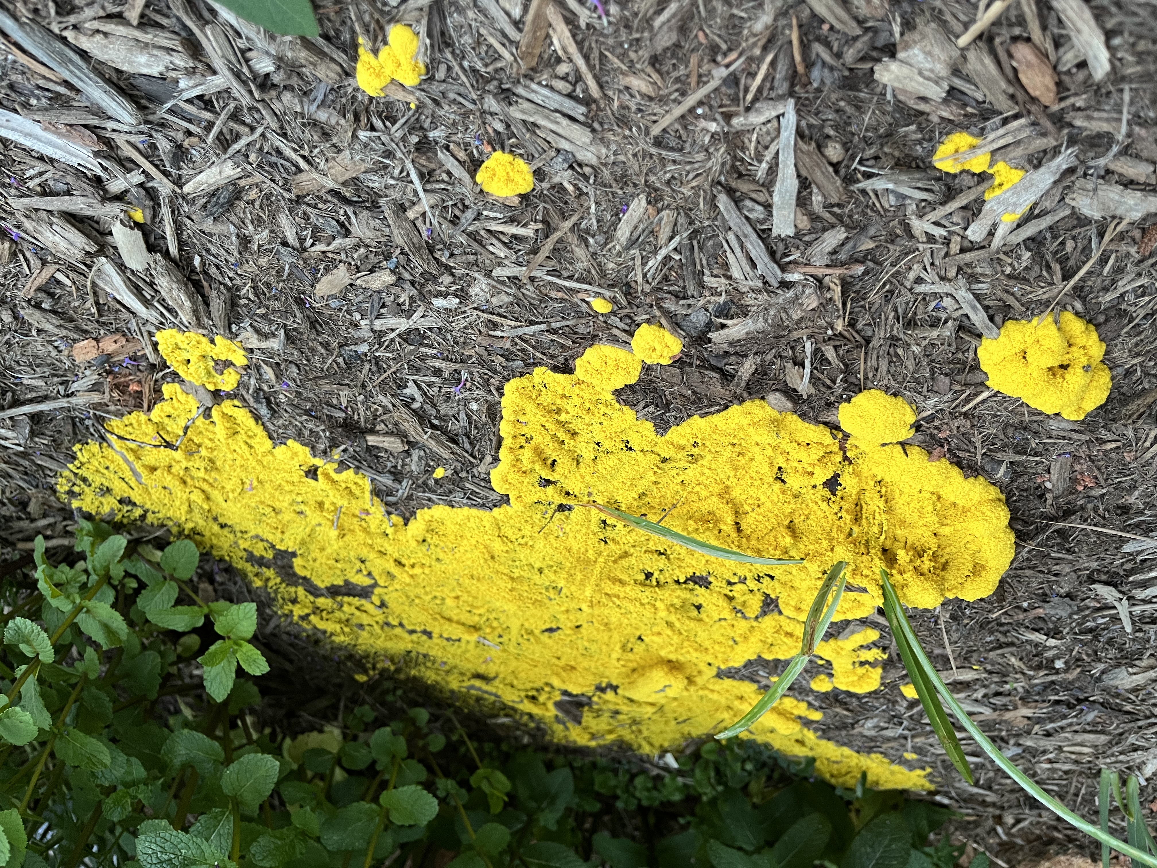 Bright yellow slime mold decomposing hardwood mulch