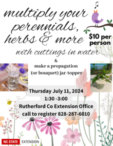 July 11 multiply your herbs by taking cuttings